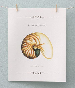 Print - Chambered Nautilus