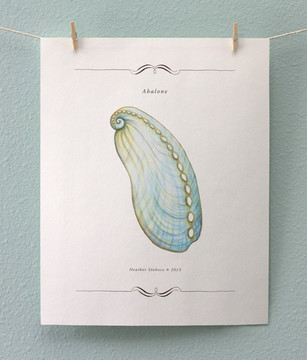 Print - Abalone