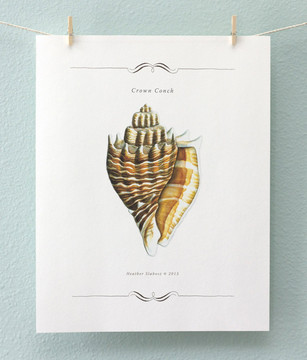 Print - Crown Conch