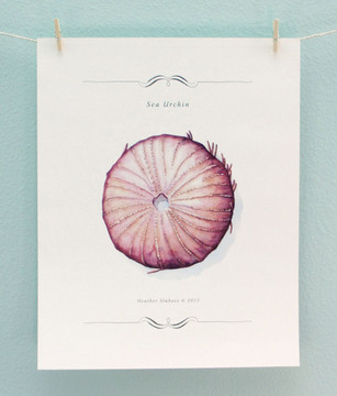 Print - Sea Urchin