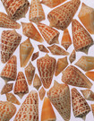 Cones