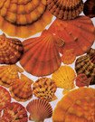 Scallops