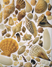 Shells