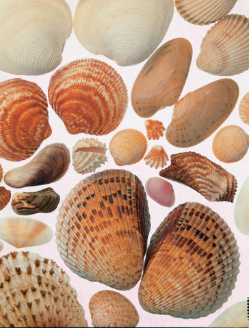 Cockle
