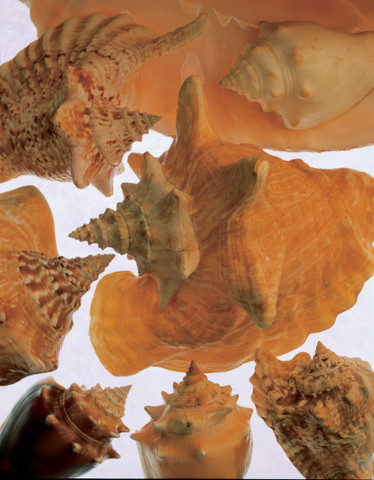 Conch