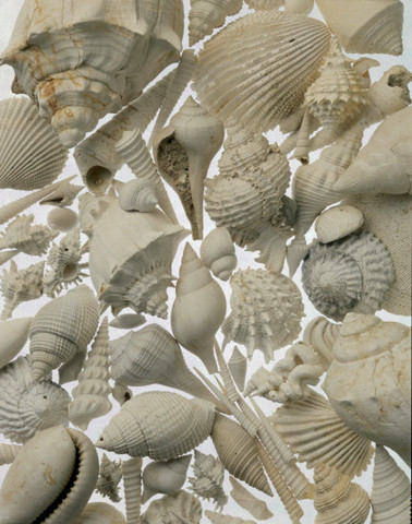 Fossils