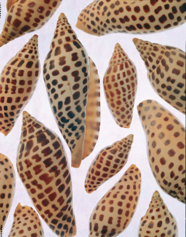 Junonia