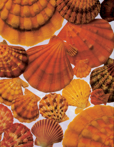Scallops