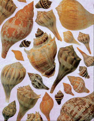 Whelk