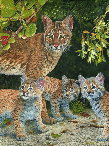 Captiva Bobcats - SOLD